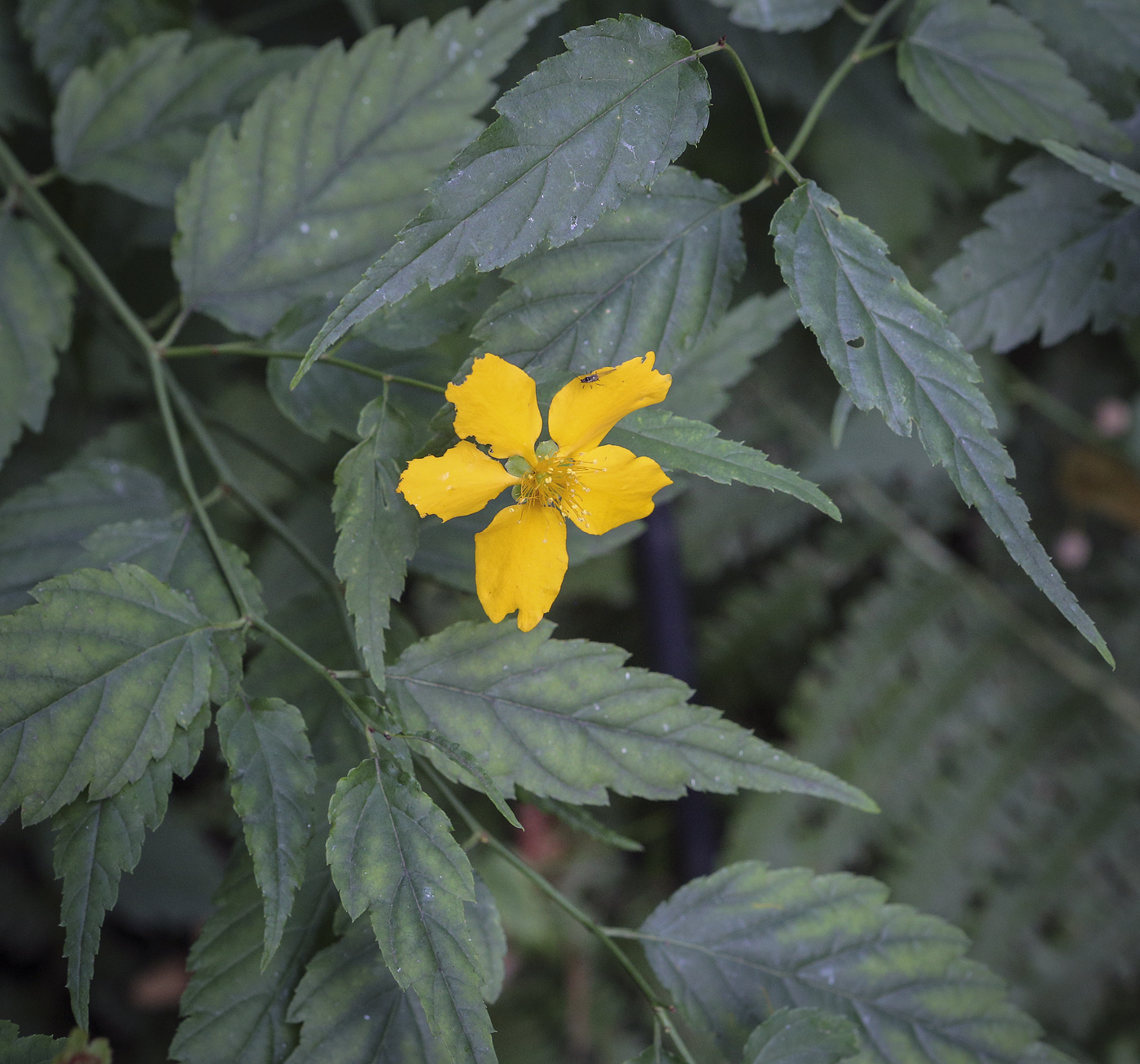 Image of Kerria japonica specimen.