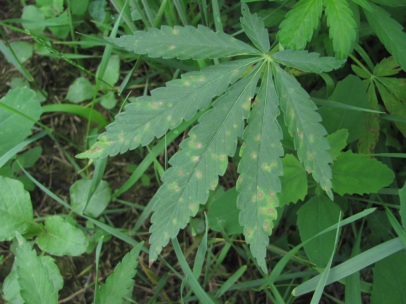 Image of Cannabis sativa var. spontanea specimen.