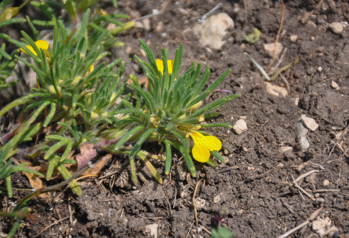 Image of Ajuga chia specimen.