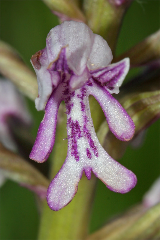 Изображение особи Orchis militaris.