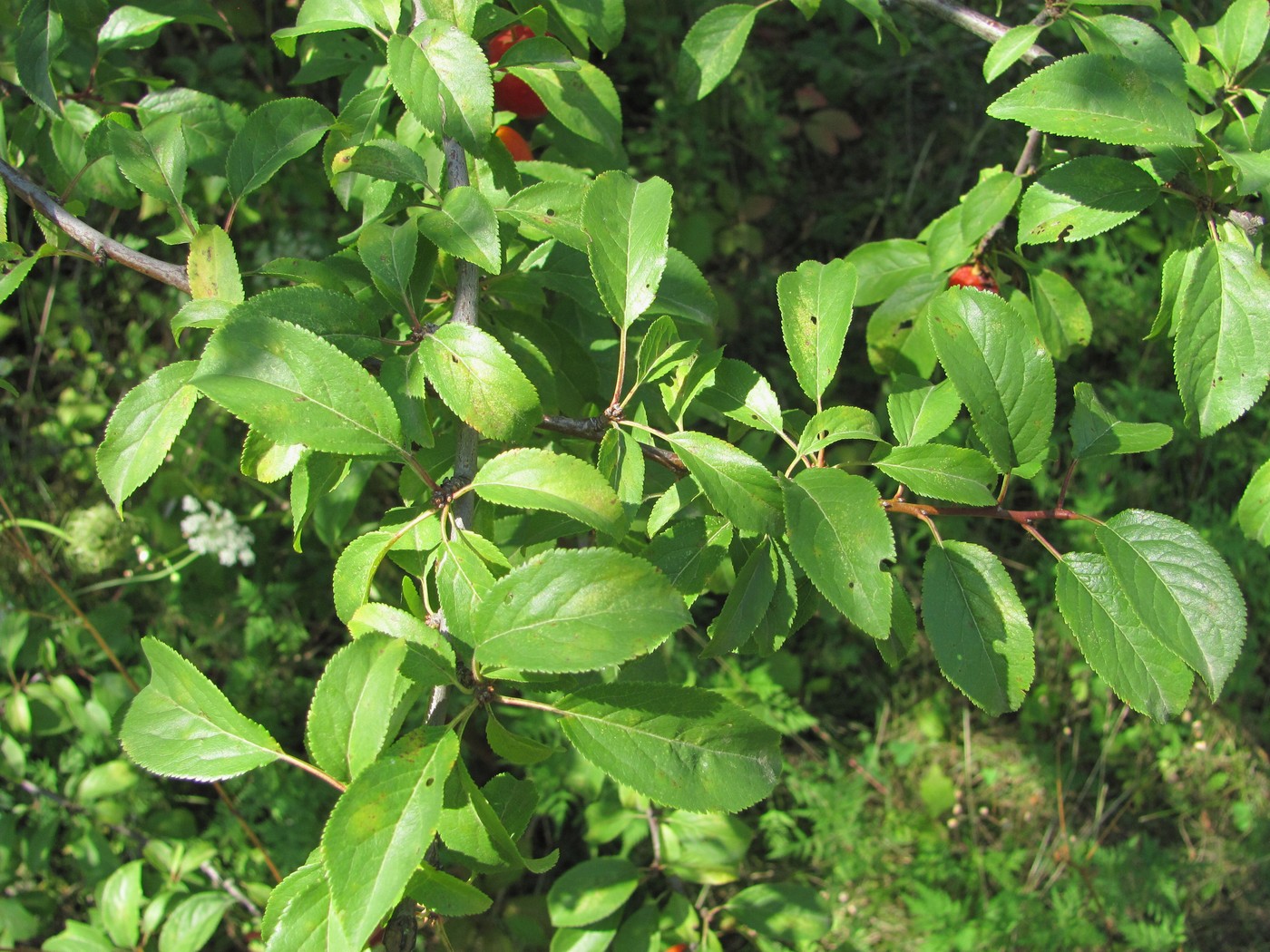 Image of Prunus cerasifera specimen.