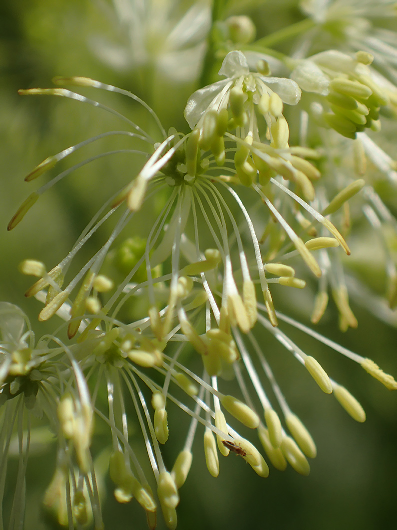 Image of Thalictrum lucidum specimen.