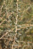 Caragana stenophylla
