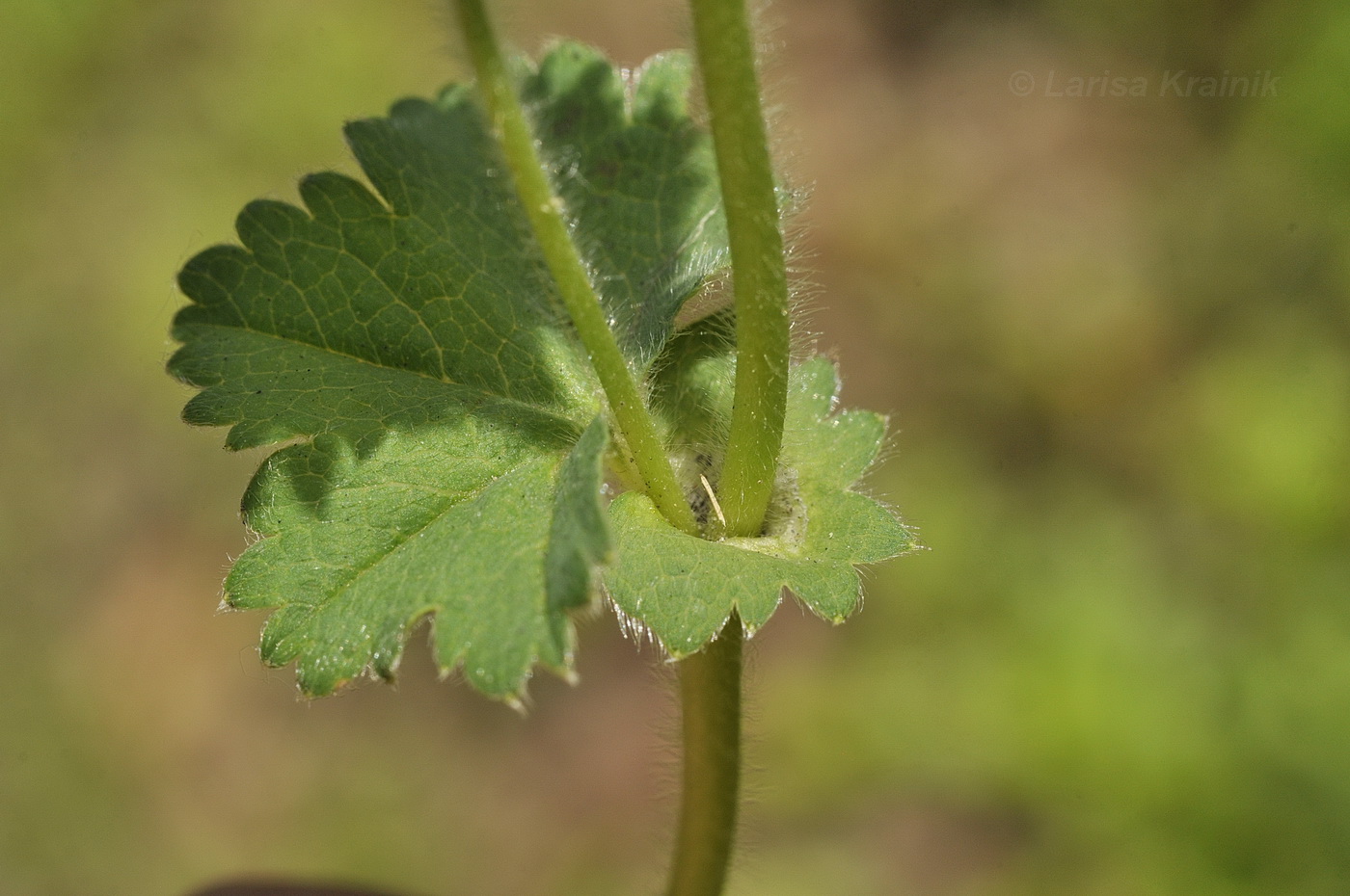 Image of genus Alchemilla specimen.