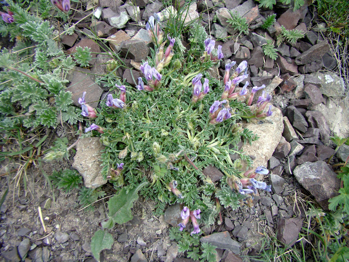 Изображение особи Oxytropis assiensis.