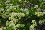 genus Spiraea. Ветви цветущего растения. Республика Башкортостан, Хайбуллинский р-н, Антинганский сельсовет, окр. дер. Янтышево, долина р. Сакмара, склон каменистого холма. 1 мая 2022 г.