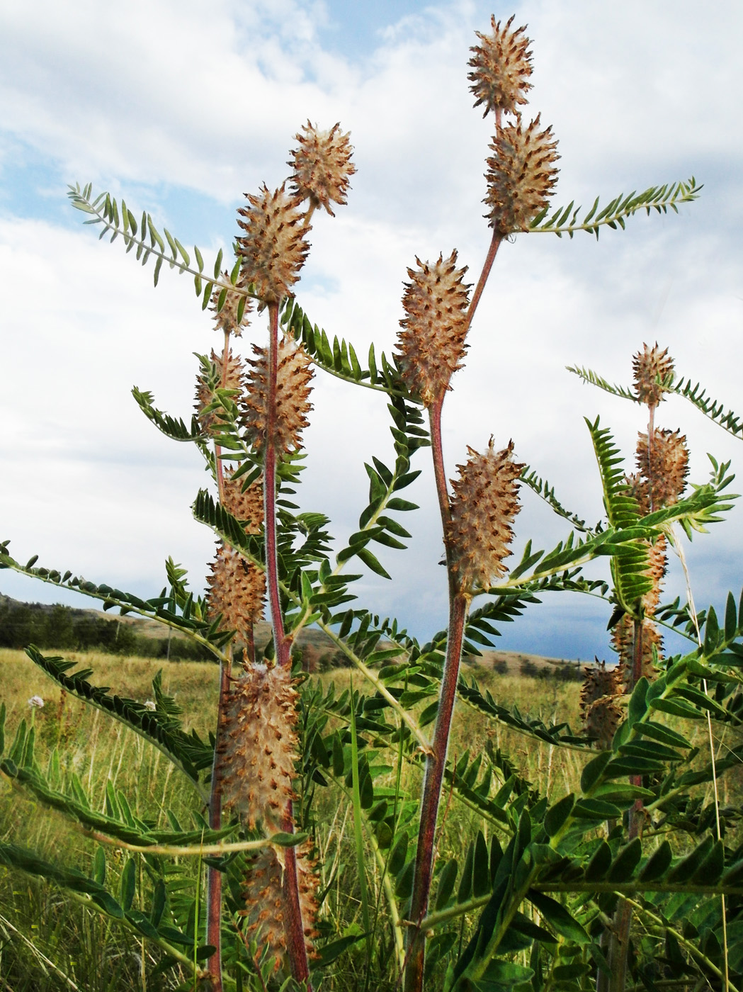 Изображение особи Astragalus alopecurus.