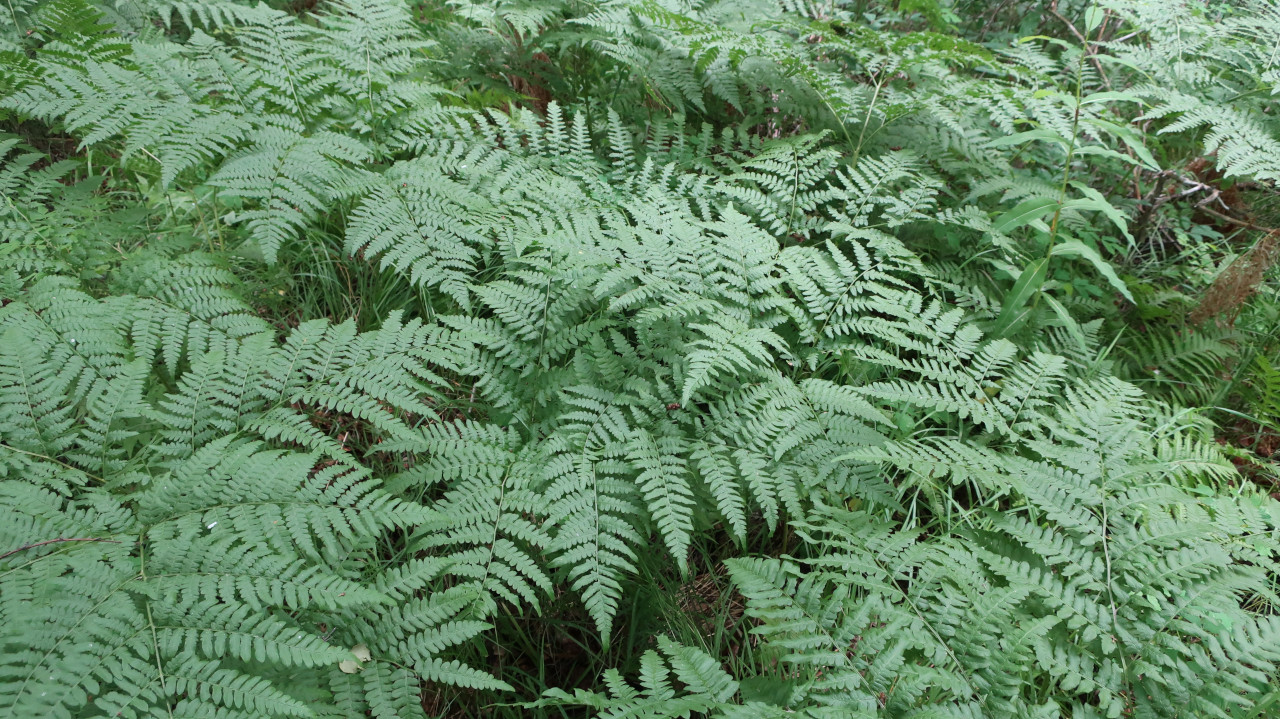 Image of Pteridium japonicum specimen.