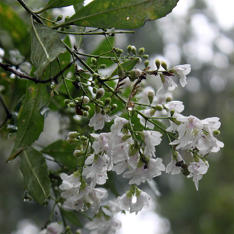 Image of familia Bignoniaceae specimen.