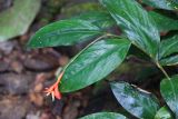 familia Marantaceae. Цветок и листья. Малайзия, штат Саравак, округ Мири, национальный парк «Мулу». 11.03.2015.