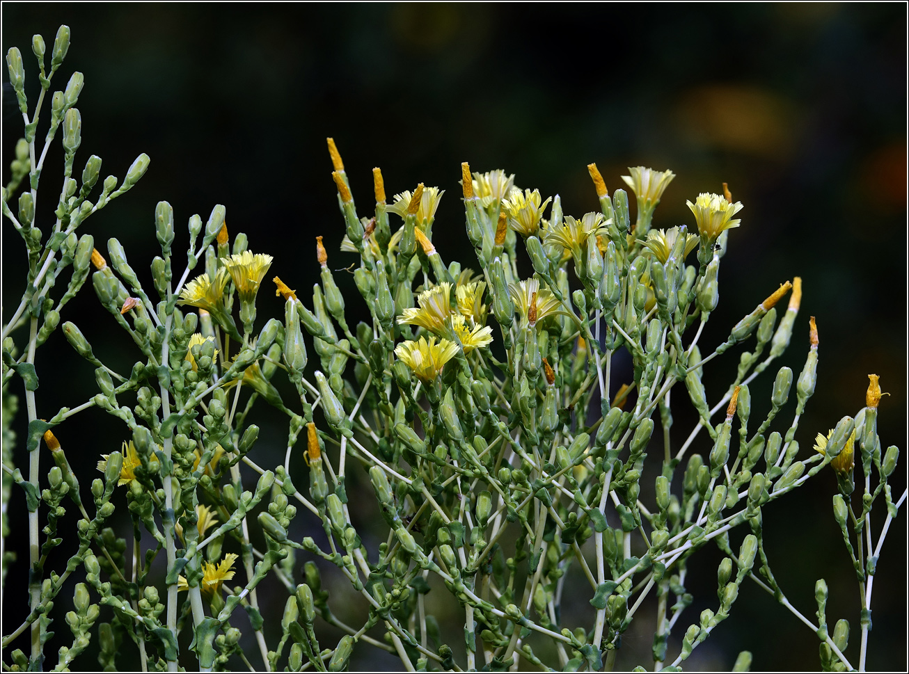 Image of Lactuca sativa specimen.