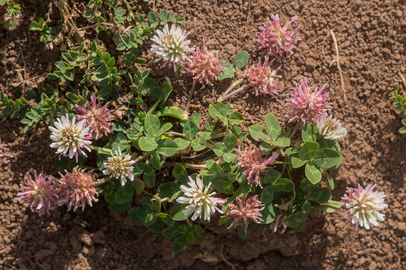 Image of Trifolium ambiguum specimen.