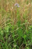 Valeriana alternifolia