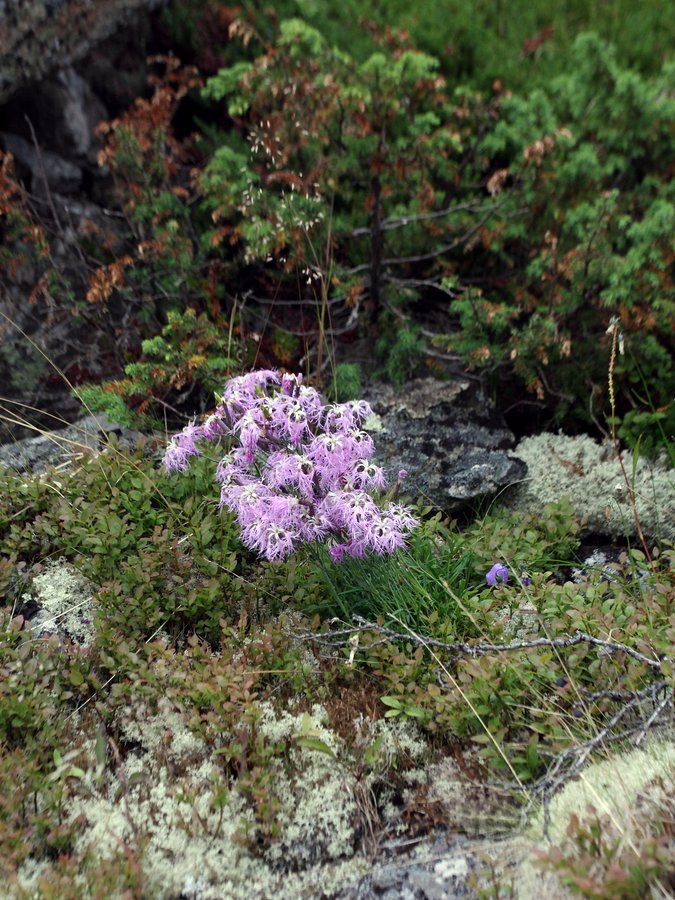 Image of Dianthus superbus specimen.