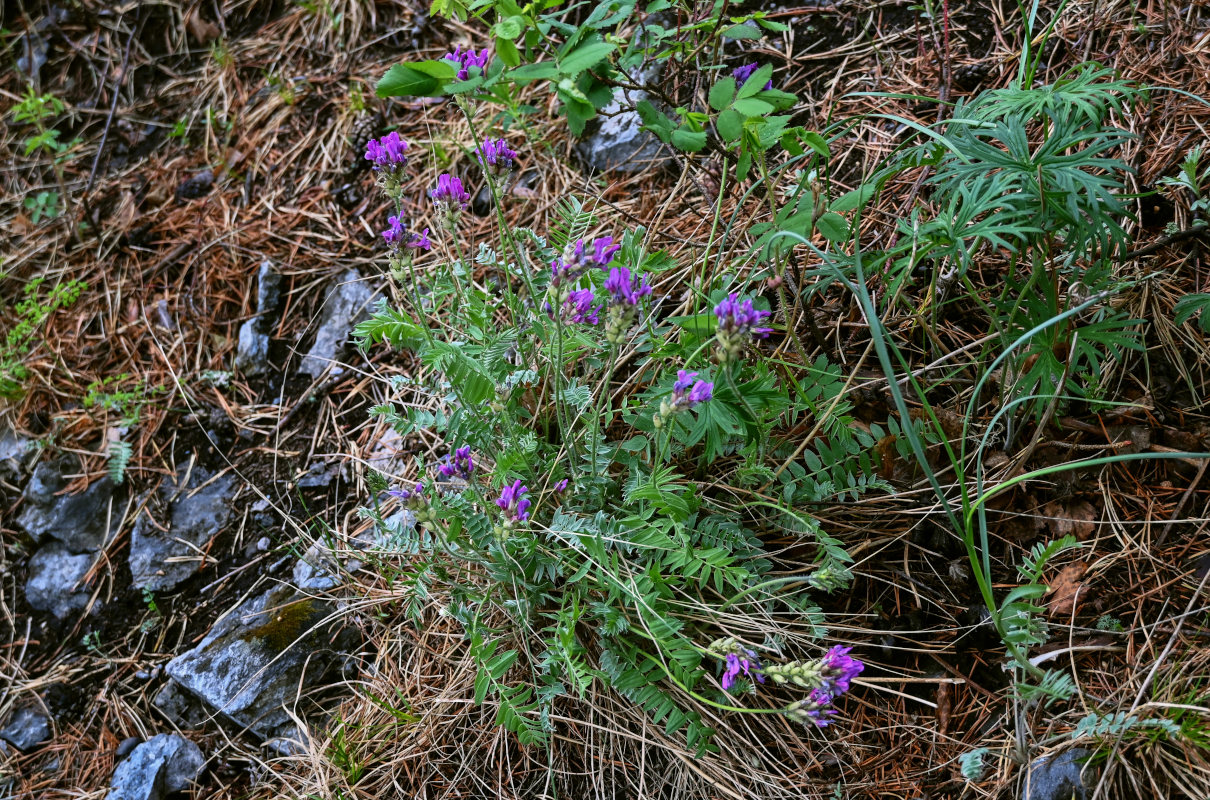 Image of genus Oxytropis specimen.