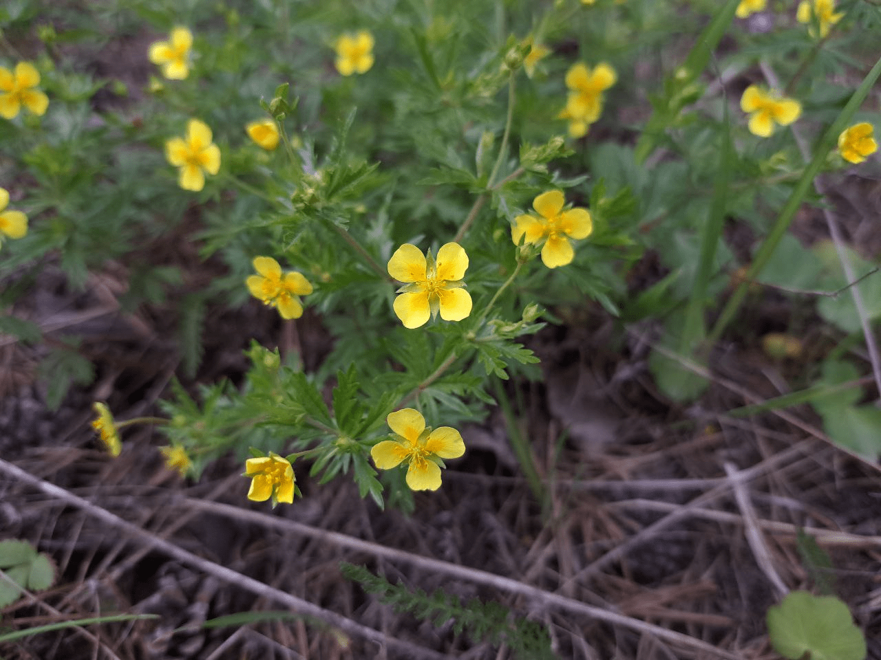 Изображение особи Potentilla erecta.