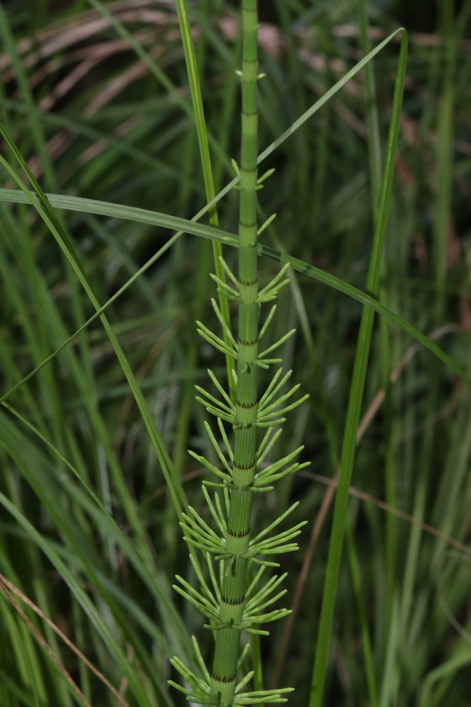 Изображение особи Equisetum fluviatile.