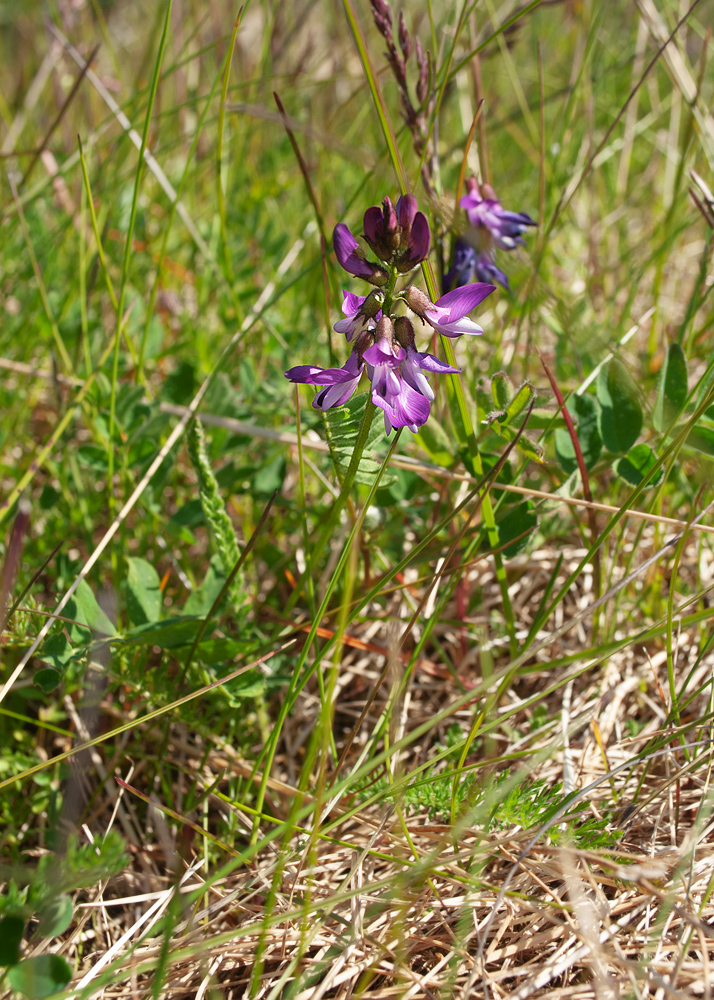 Image of Astragalus subpolaris specimen.