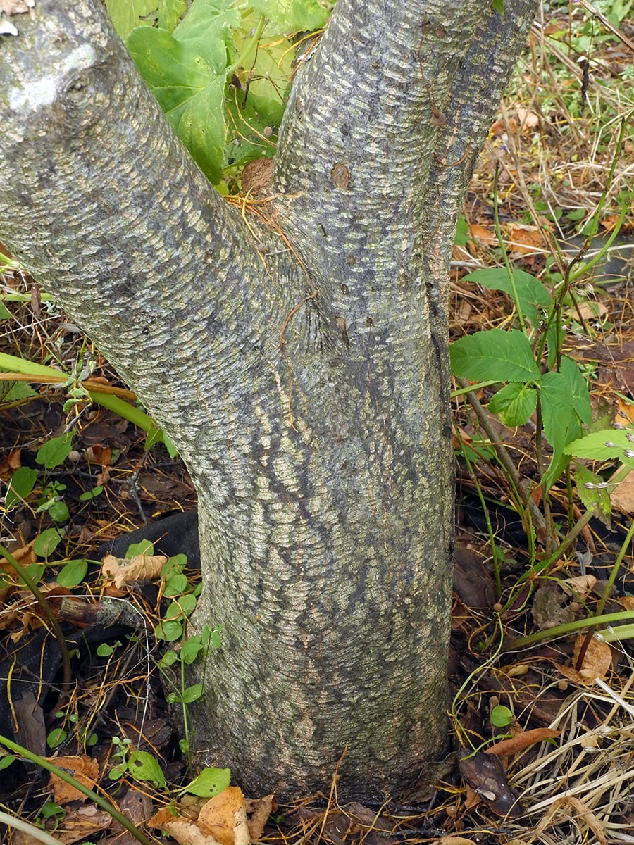 Изображение особи Frangula alnus.