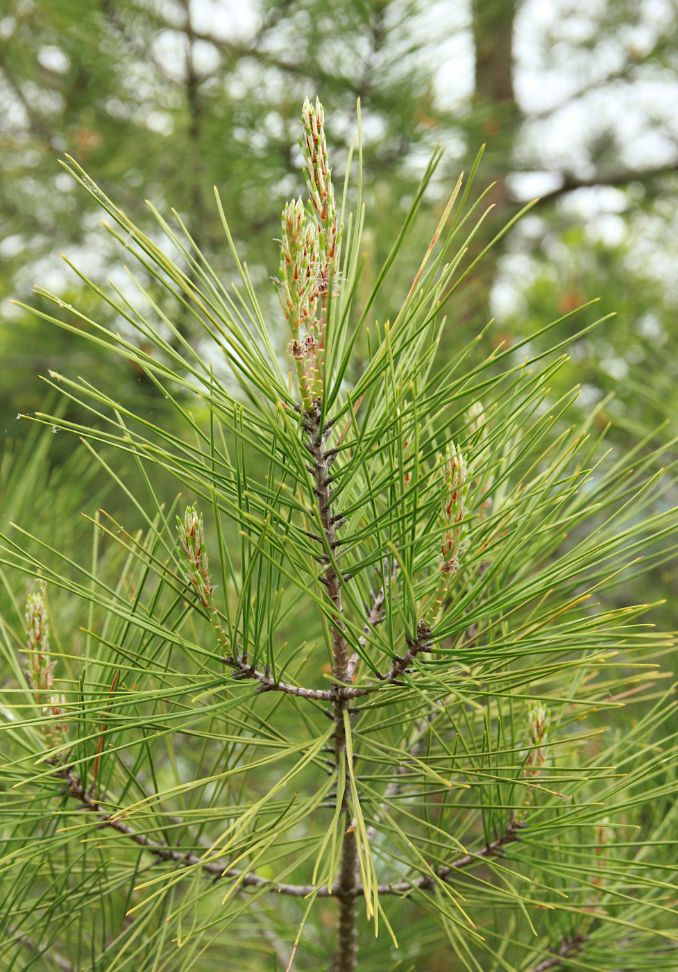 Image of Pinus pityusa specimen.