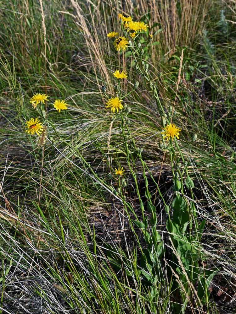 Изображение особи Crepis pannonica.