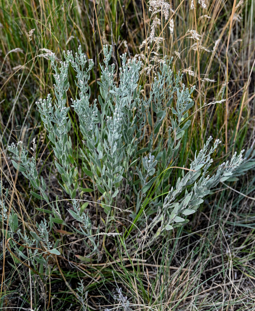 Image of Galatella villosa specimen.