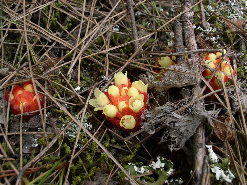 Изображение особи Cytinus hypocistis.