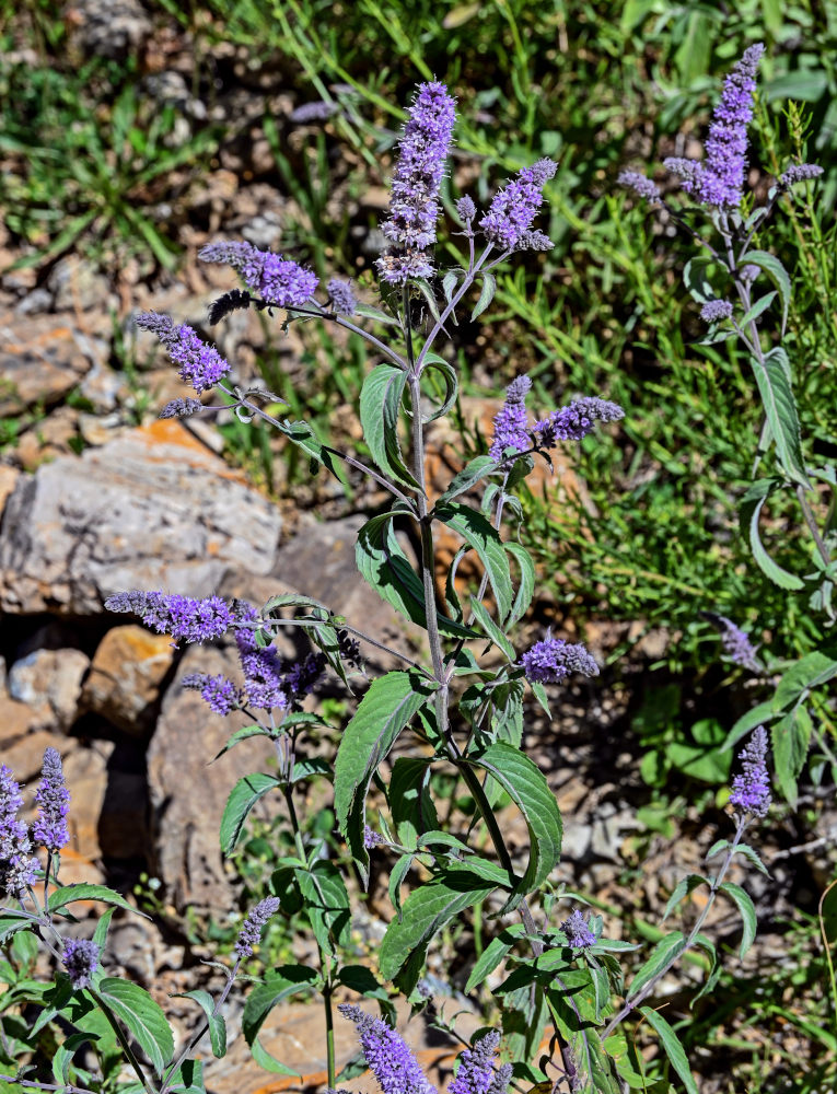 Image of Mentha asiatica specimen.