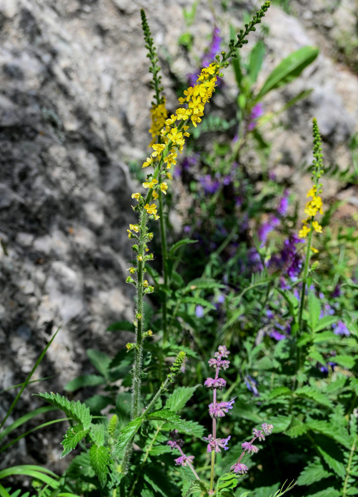 Image of Agrimonia eupatoria specimen.