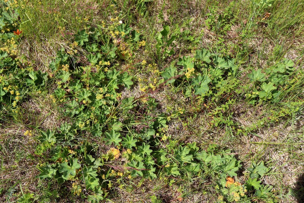 Image of genus Alchemilla specimen.