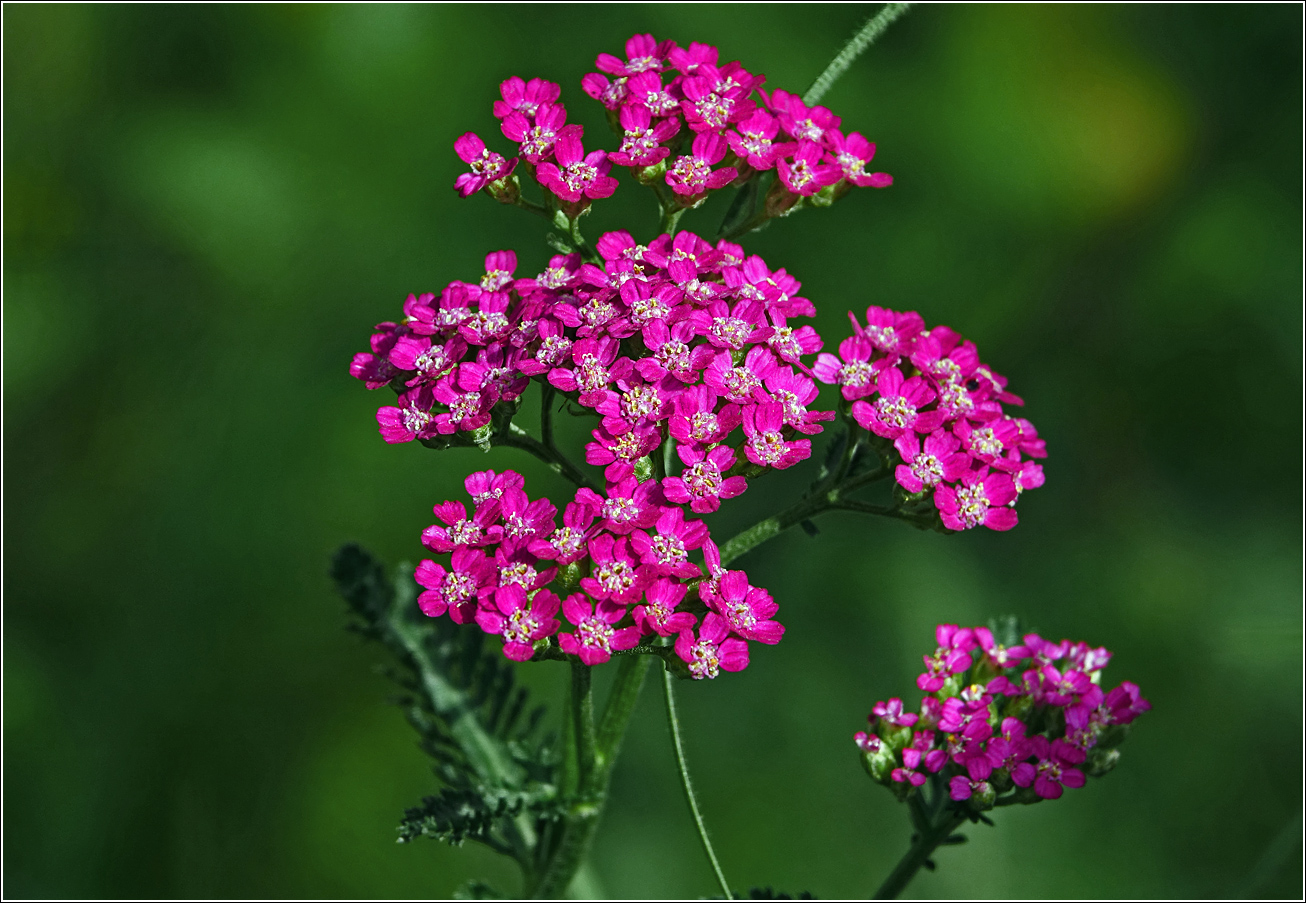 Изображение особи Achillea millefolium.