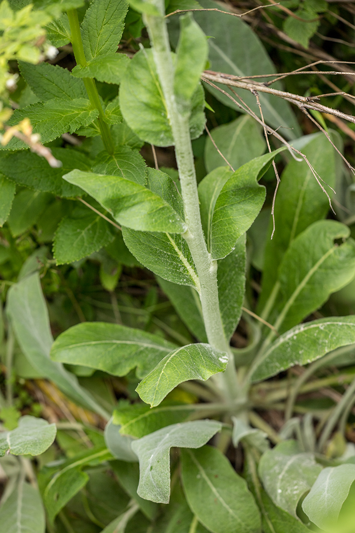 Изображение особи род Verbascum.