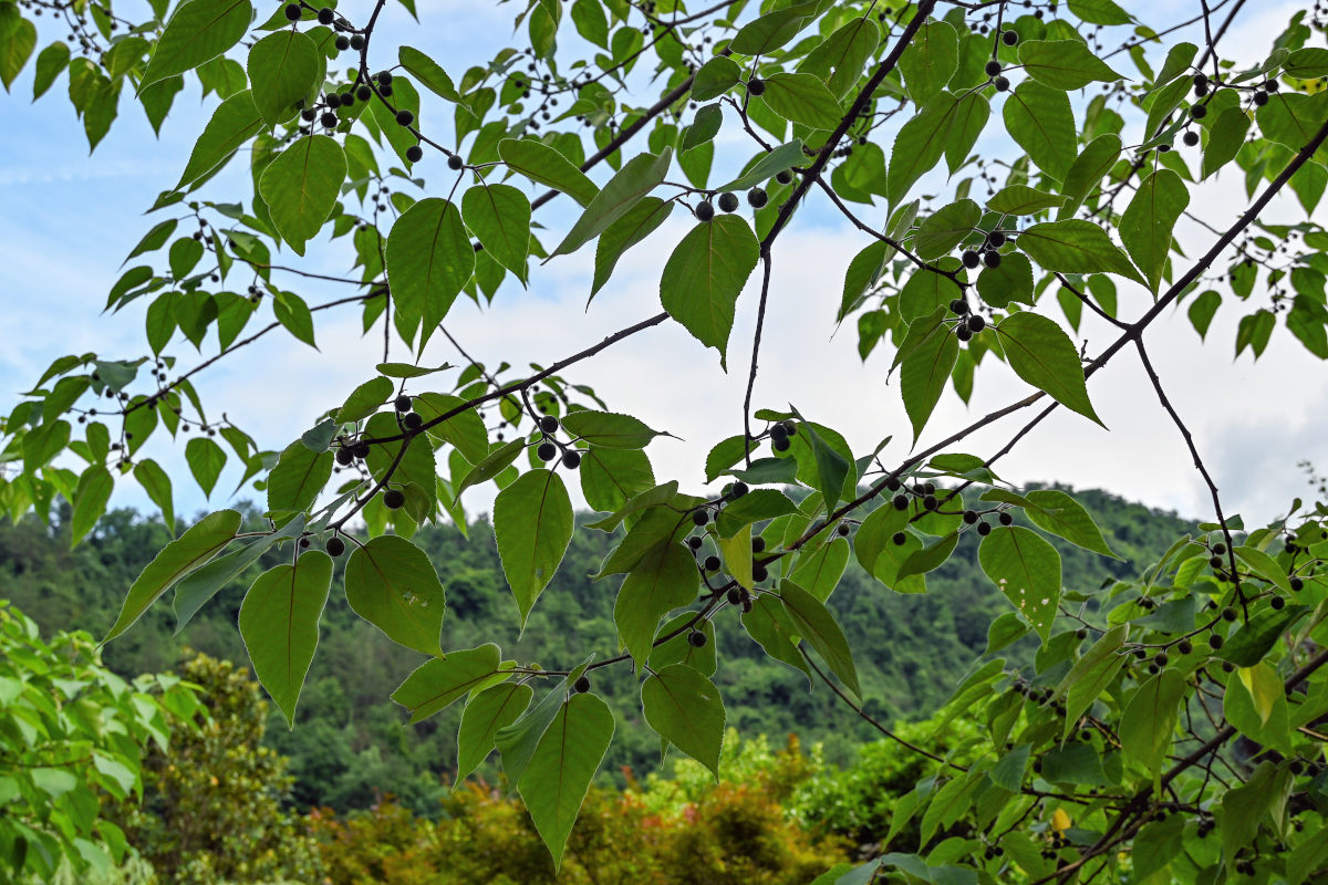 Image of Broussonetia papyrifera specimen.