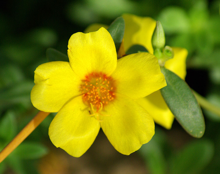 Изображение особи род Portulaca.