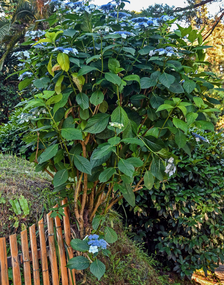 Image of Hydrangea macrophylla specimen.