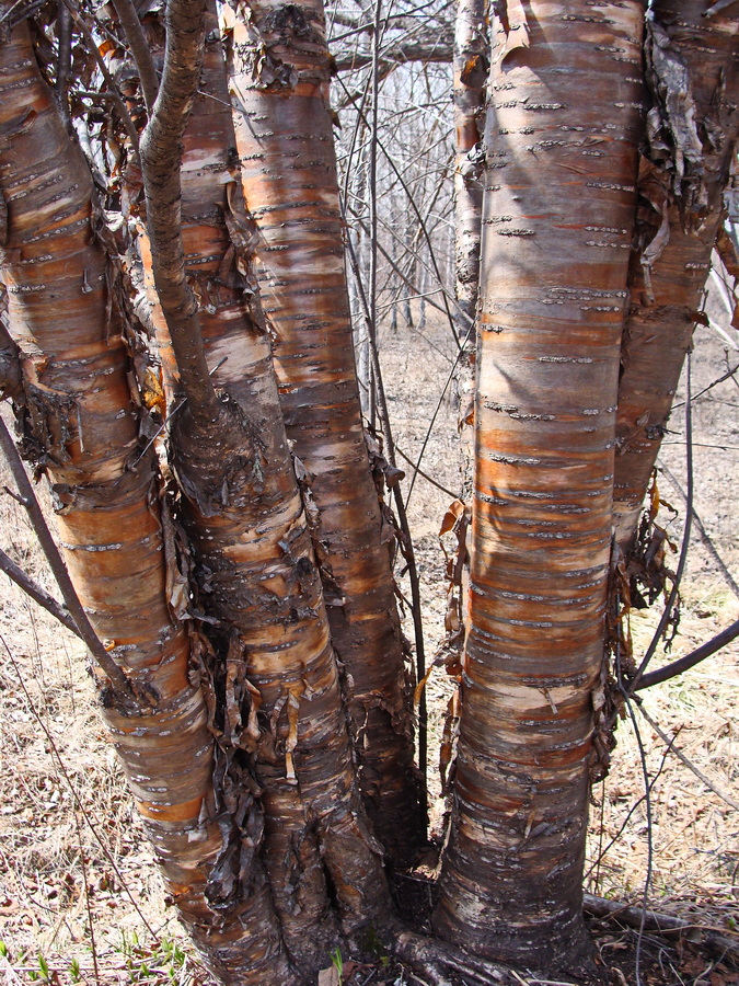 Image of Padus maackii specimen.