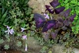 Oxalis triangularis. Цветущее растение с погрызенными листьями. Грузия, Имеретия, г. Кутаиси, в культуре. 15.06.2023.