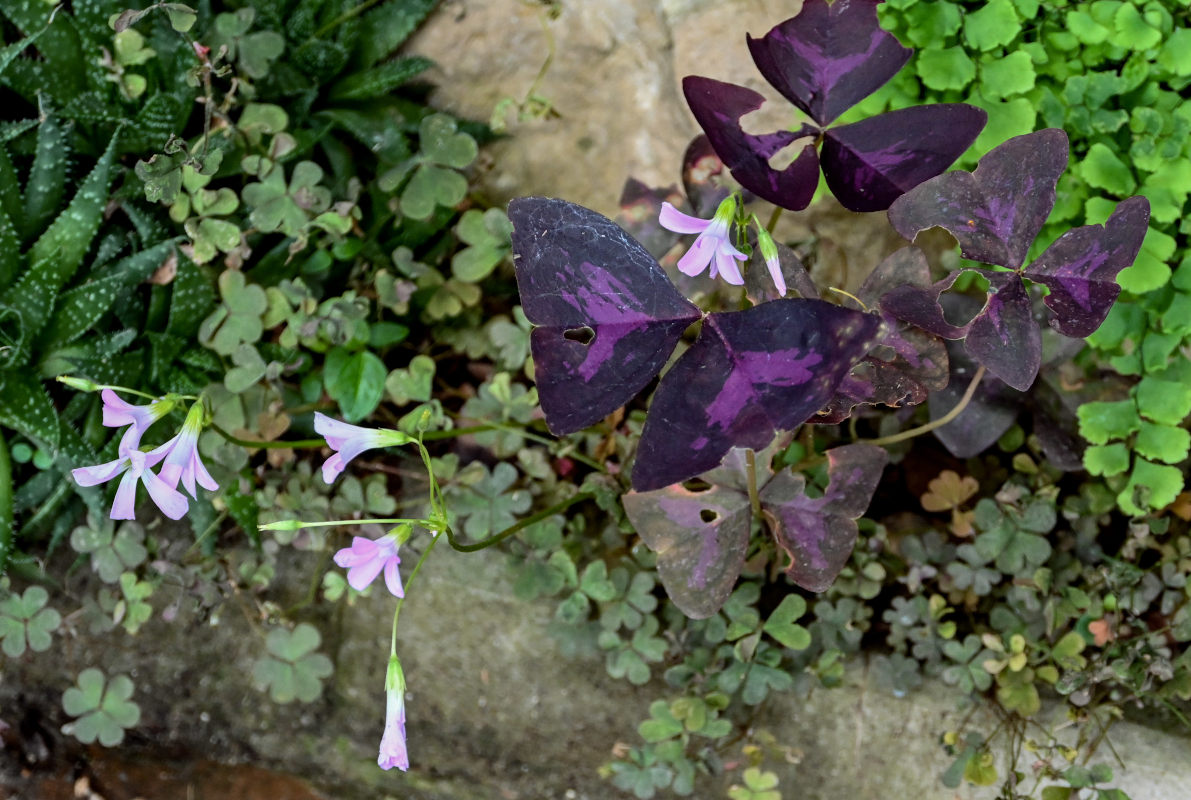 Изображение особи Oxalis triangularis.