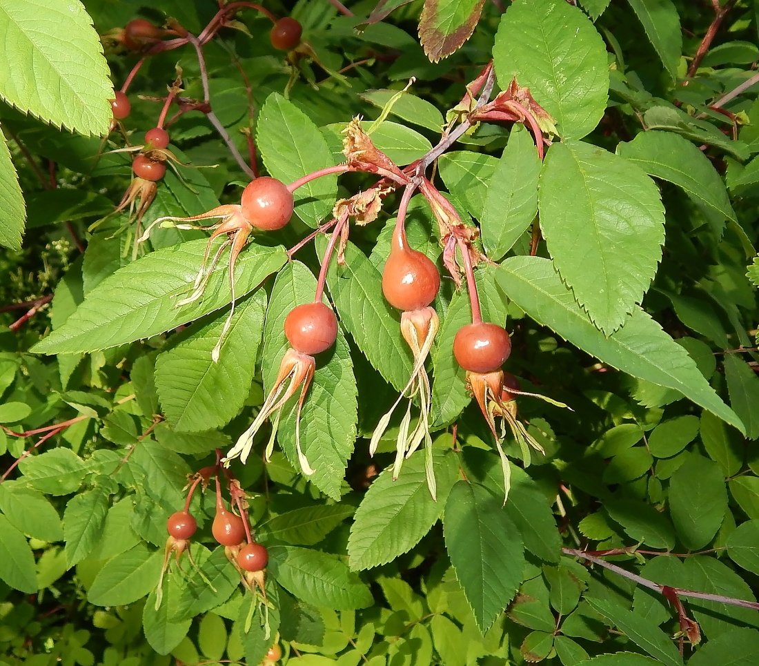 Image of genus Rosa specimen.