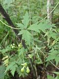 Aconitum consanguineum. Часть побега с соцветием с бутонами. Хабаровский край, г. Комсомольск-на-Амуре, Силинский лесопарк. 18.08.2024.