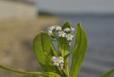 Myosotis palustris