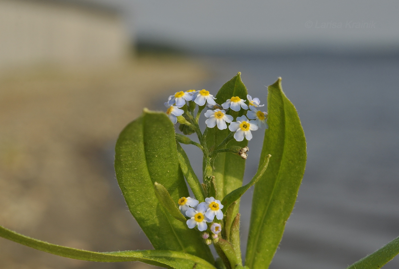 Изображение особи род Myosotis.