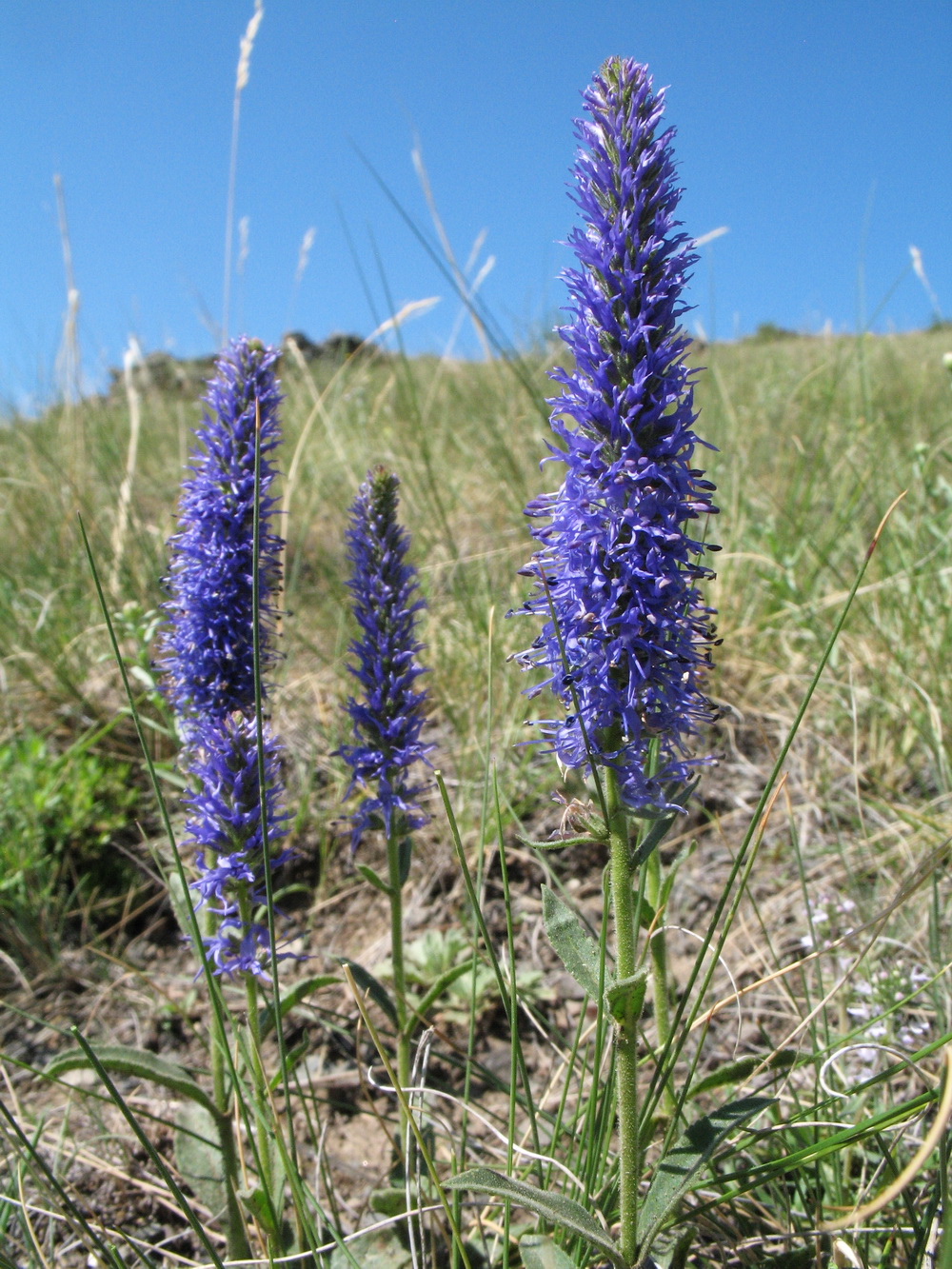 Изображение особи Veronica porphyriana.