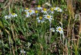 Tripleurospermum inodorum. Верхушка цветущего растения. Вологодская обл., Вологодский р-н, окр. дер. Кирики-Улита, окраина поля. 14.07.2024.