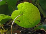 Asarum europaeum