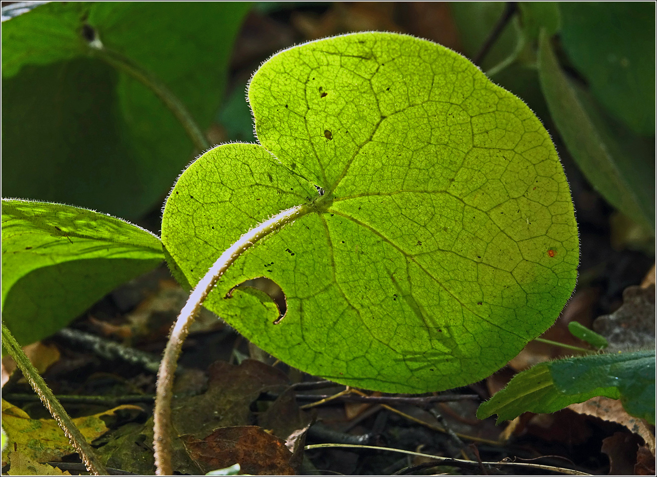 Изображение особи Asarum europaeum.