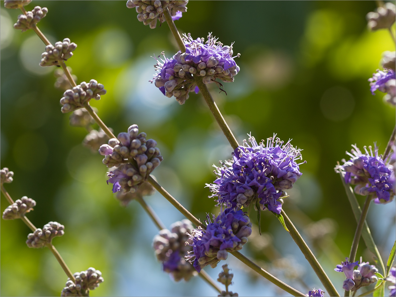 Изображение особи Vitex agnus-castus.