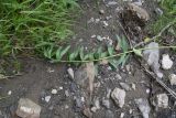 Polygonatum verticillatum