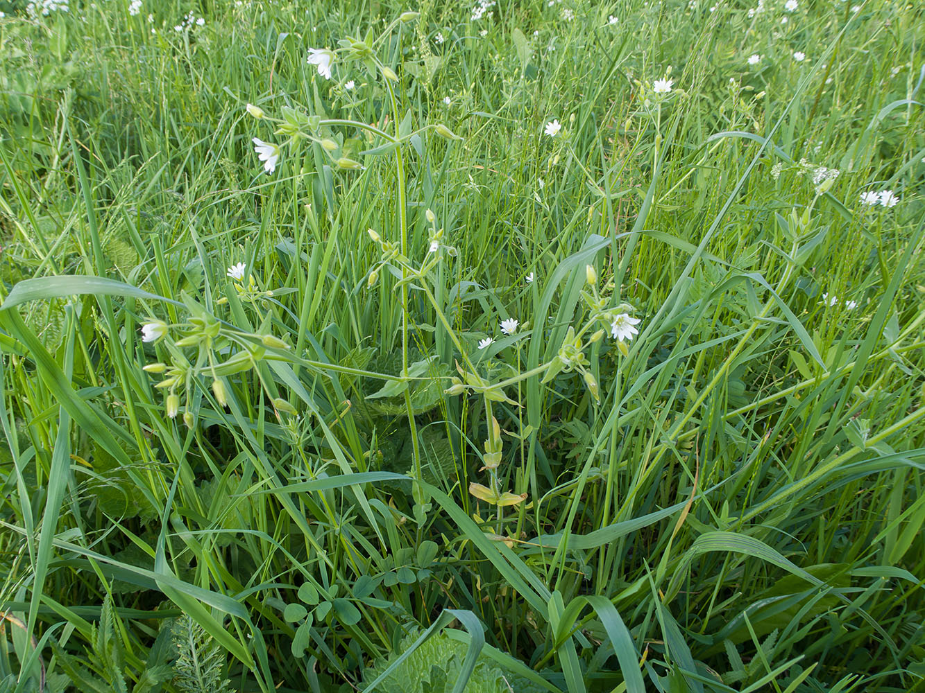 Image of Cerastium nemorale specimen.