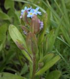 Myosotis palustris